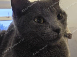 Grey British shorthair female