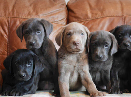 Beautiful Health Tested Labrador Puppies