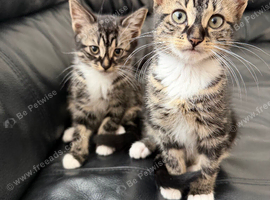 2 Beautiful tabby male kittens 11 weeks old