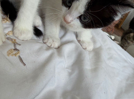Mixed kittens