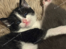 2 kittens for sale