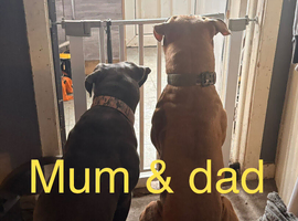 Beautiful  puppy American bulldog &rdquo;s x corso ready to leave around 24 July only 3 bitches left