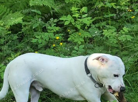 Male neutered American bulldog cross
