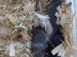 Fancy Mice - blue self, pink eyed white satin & black self. Males only.