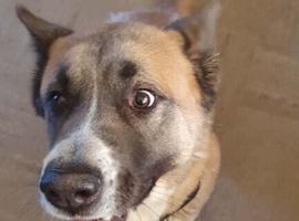 American akita