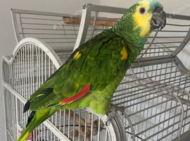 Blue fronted Amazon parrot