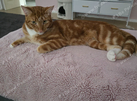 Olive my ginger boy