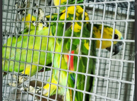 Yellow winged Blue fronted Amazons
