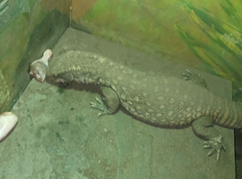 Female bosc monitor