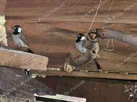Bulbul for sale hull