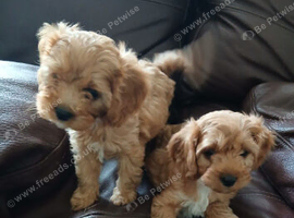 Cavapoo puppies for sale