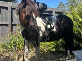 Beautiful coloured first ridden gelding