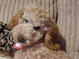 9mths old cockapoo