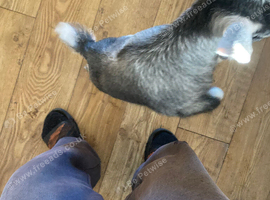 Twin Pygmy Goat Kids For Sale Hawarden