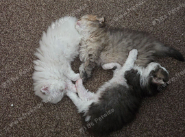 Scottish Fold kittens