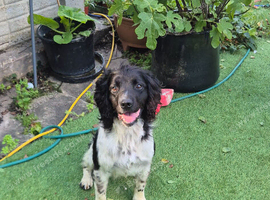 Kc registered 5 Yr old springer spaniel Stud