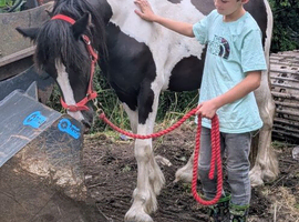 Child best friend 2yr filly to make 14.1