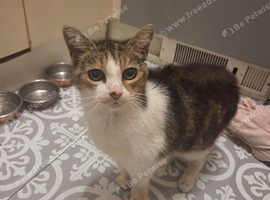 3 year old female cat looking for loving home.