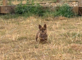 Female chihuahua