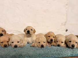 Gorgeous Labrador puppies