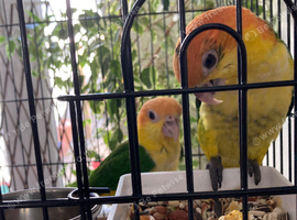 Hand reared caiques