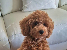 poodle girl