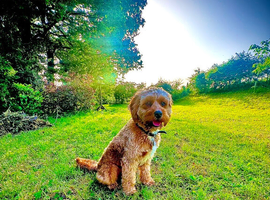 Cavapoo boy for stud