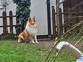 Small female rough collie