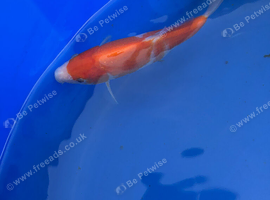 Kohaku koi 5-6 inch
