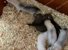 Half & semi angora Kits available