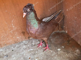Red male pigeon