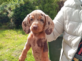 Beautiful mini Dachshund Puppies