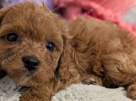 Extensively health tested F1 cavapoos