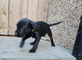 Patterdale Terriers Pups For Sale