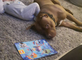 Friendly boy dog for rehoming