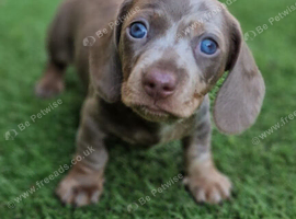 Stunning Miniature unusual dachshunds....lots of interest so be quick to avoid disappointment