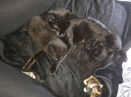 Kittens