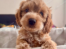 JUST 3 REMAINING STUNNING COCKAPOO PUPPIES