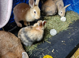 Baby rabbit for sale