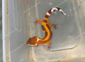 UPDATES PICS Baby leopard gecko ready to leave in 9 weeks! in Aylesford