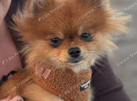 Pomeranian girl