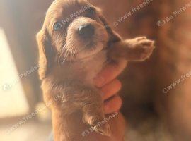 Cocker spaniel pups