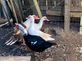 Muscovy
