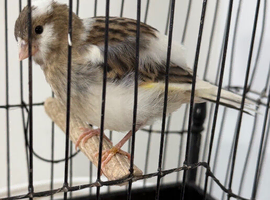 White & blue canary