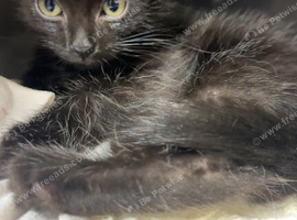 Black kittens &zwj; to loving home