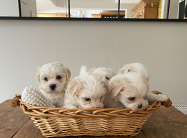Maltese X puppies