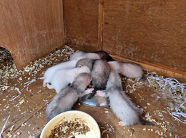 2 Jill's and 4 Hobs ferrets for sale