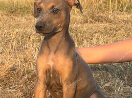 READY TO LEAVE. Stunning Lurcher puppies!! Dogs only!!