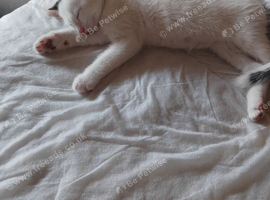 Beautiful male kitten