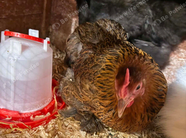 Hens